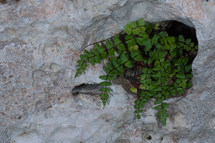 Asplenium trichomanes L. subsp. inexpectans Lovis